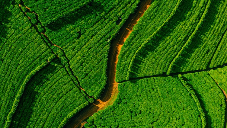 Vegetación con un camino en el medio